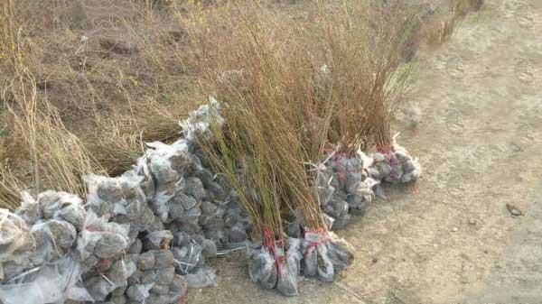 修剪后的四季玫瑰植株