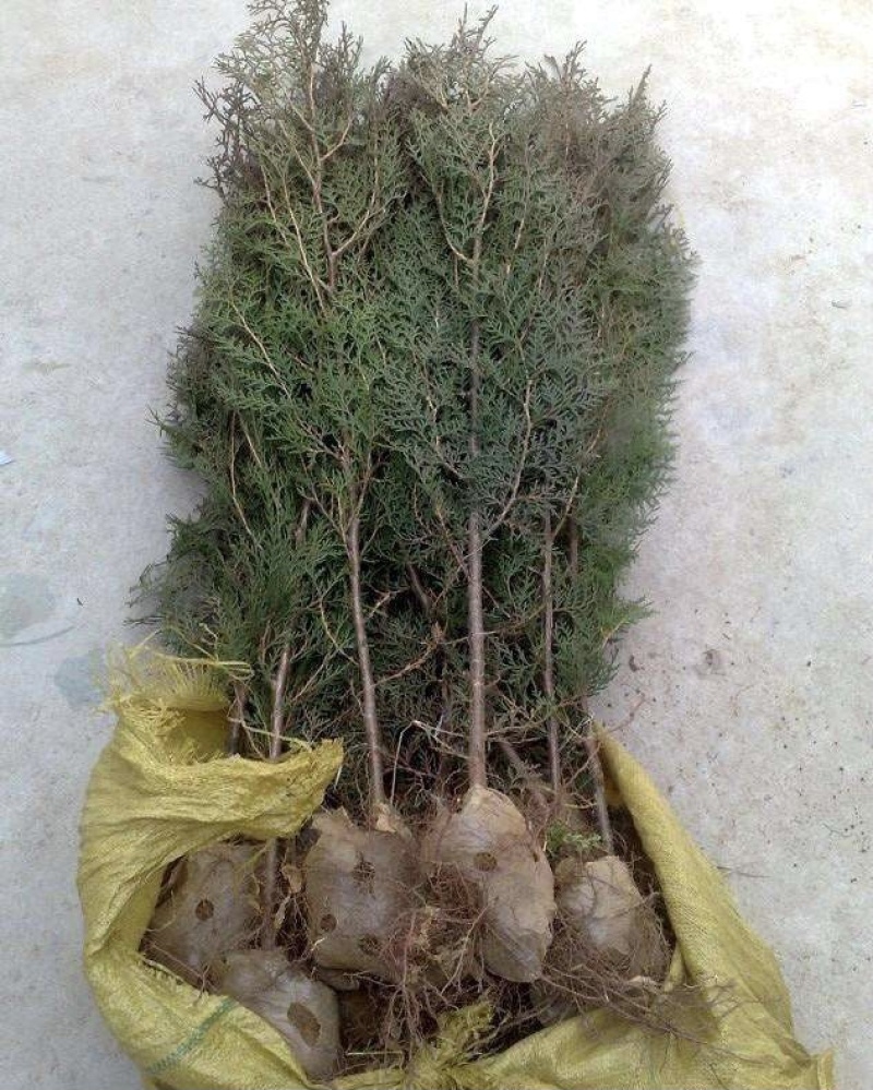 四川凉山冕宁县柏树 11.00元/棵柏树