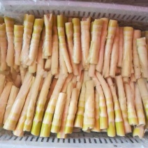 江华贺州姑婆山苦笋已准备上市，量大价格优惠，欢迎采购