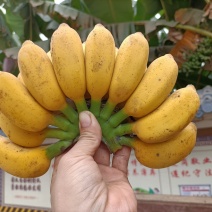 小米蕉产地直发一手货源，可供应电商各大平台，支持一件代发