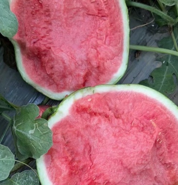 河南开封通许大量上市8424精品美都西瓜现场可视频看货