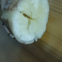 面包木薯（白）有大概三千斤。