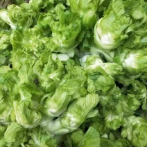保质保量儿菜电商供货超高性价比