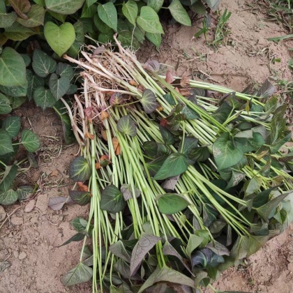 廊坊西瓜红红薯苗产地行情