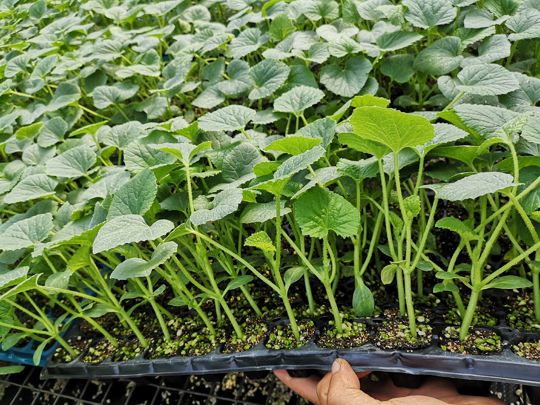 绿宝甜瓜植株标准形态特写