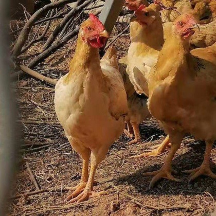 三黄鸡价格行情_今日三黄鸡价格多少钱一斤 _ 一亩田