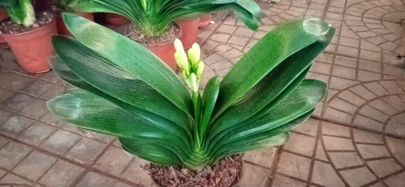 花卉盆景批发