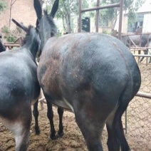 优质肥驴，架子驴