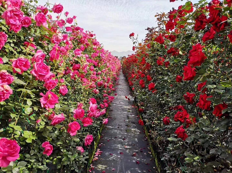 欧洲古典花园中的月季花丛