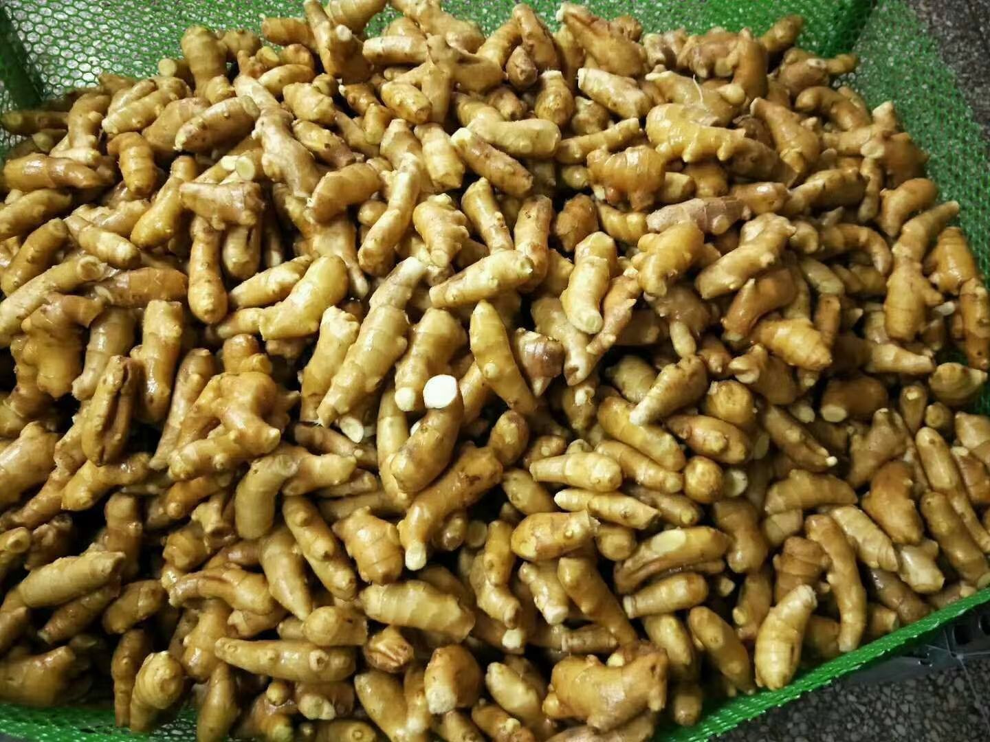 福建姜母批发市场