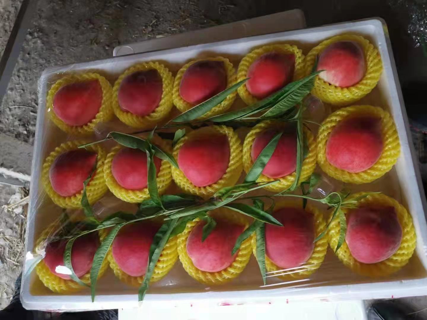 樱桃速冻准备阶段特写:新鲜带梗樱桃单层平铺于洁净金属烤盘,果粒间距≥5mm,表面干燥无水渍,背景提示低温环境与计时标识,强调‘不洗不梗、急速冻结’的操作要点 家庭厨房场景:不锈钢烤盘上整齐铺满带梗樱桃,果实大小均匀、深红色泽透亮,背景虚化可见冰箱冷冻室门及计时器显示'02:00',体现标准化速冻流程