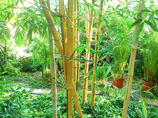 金镶玉竹在庭院中的种植效果