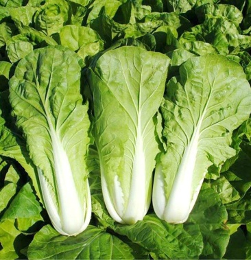 湖北快菜5号白菜产地批发袋装可视频看货