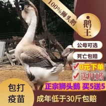灰狮头鹅苗,厂家直供,免费技术辅导,,路损包赔，诚信经营