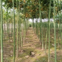 米径2公分精品青桐树质量有保证！量大从优！