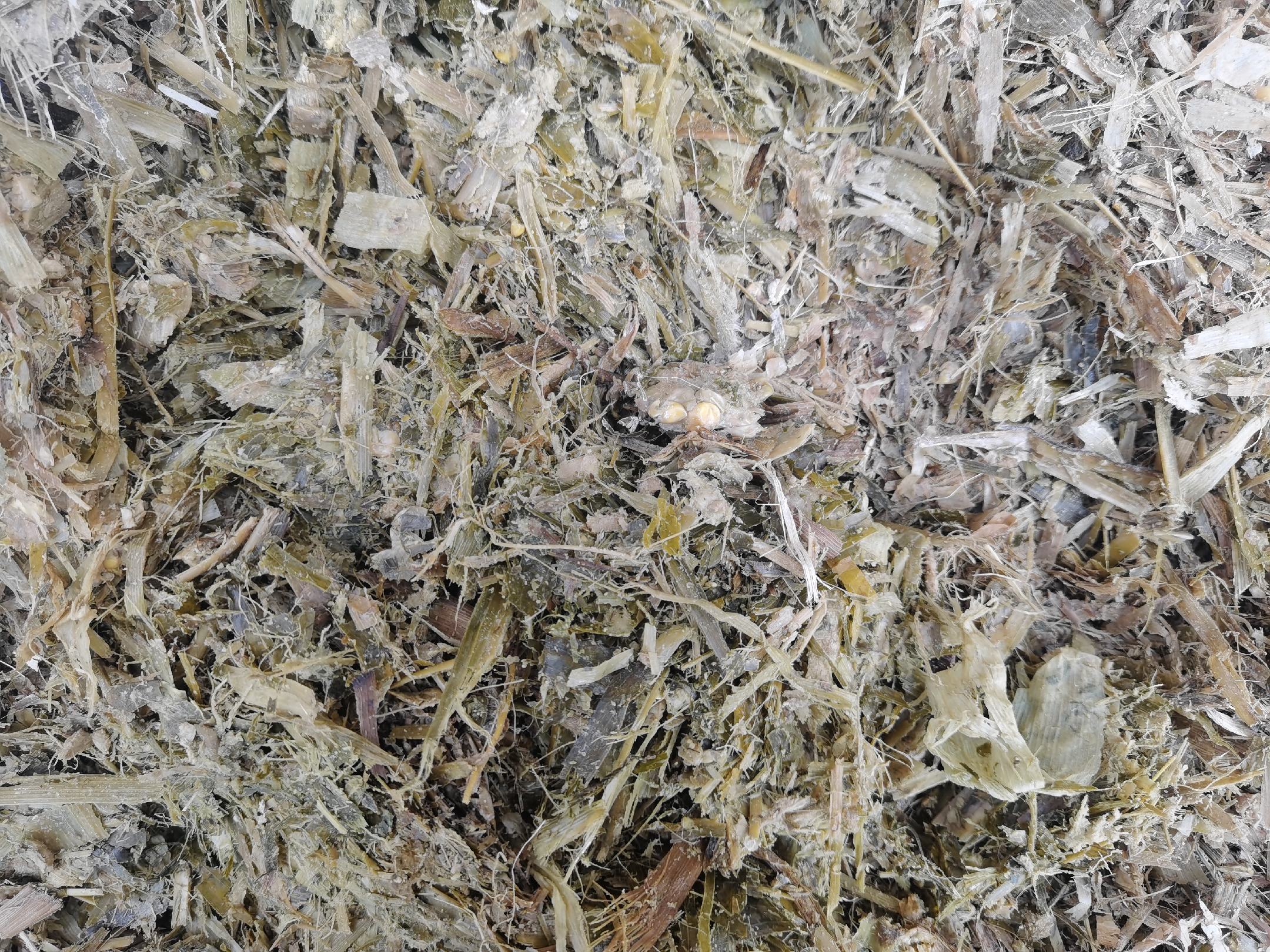 作物与杂草对除草剂吸收与代谢差异示意图