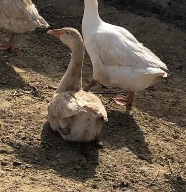 散养大白鹅4个月龄均重8斤左右