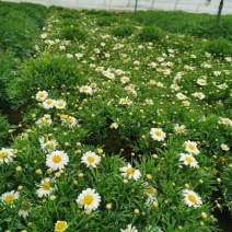 玛格丽特盆栽小菊花绿化小菊花生命力旺盛成活率高