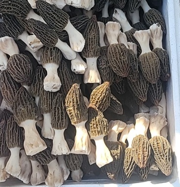 山东人工种植羊肚菌