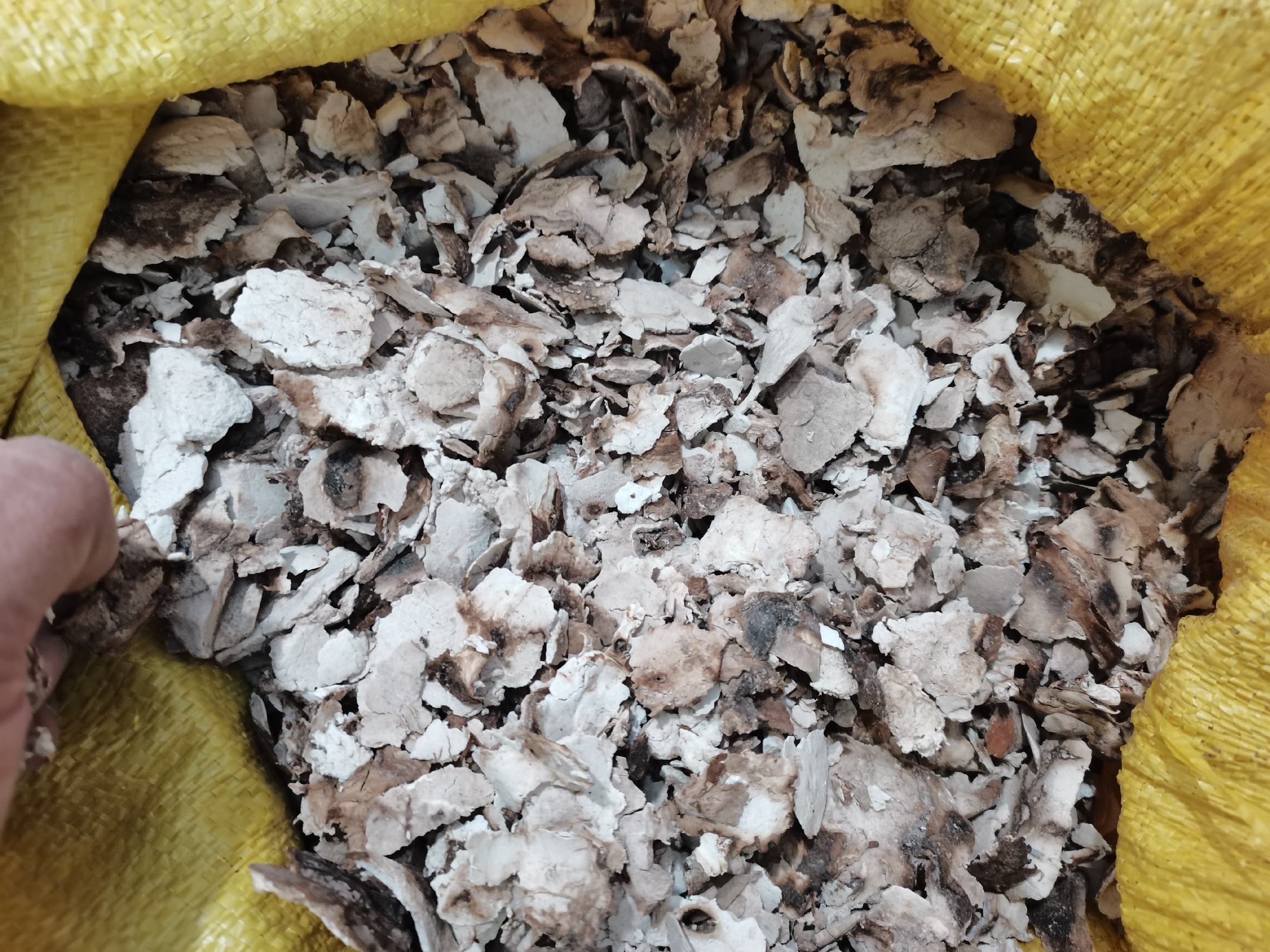 粉葛与茯苓对比图