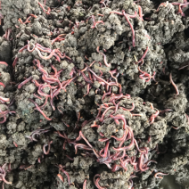 太平蚯蚓太平二号蚯蚓活体蚯蚓长期提供各种型号蚯蚓。