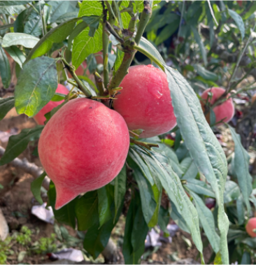 河北省唐山市乐亭县大棚水蜜桃大量上市欢迎咨询
