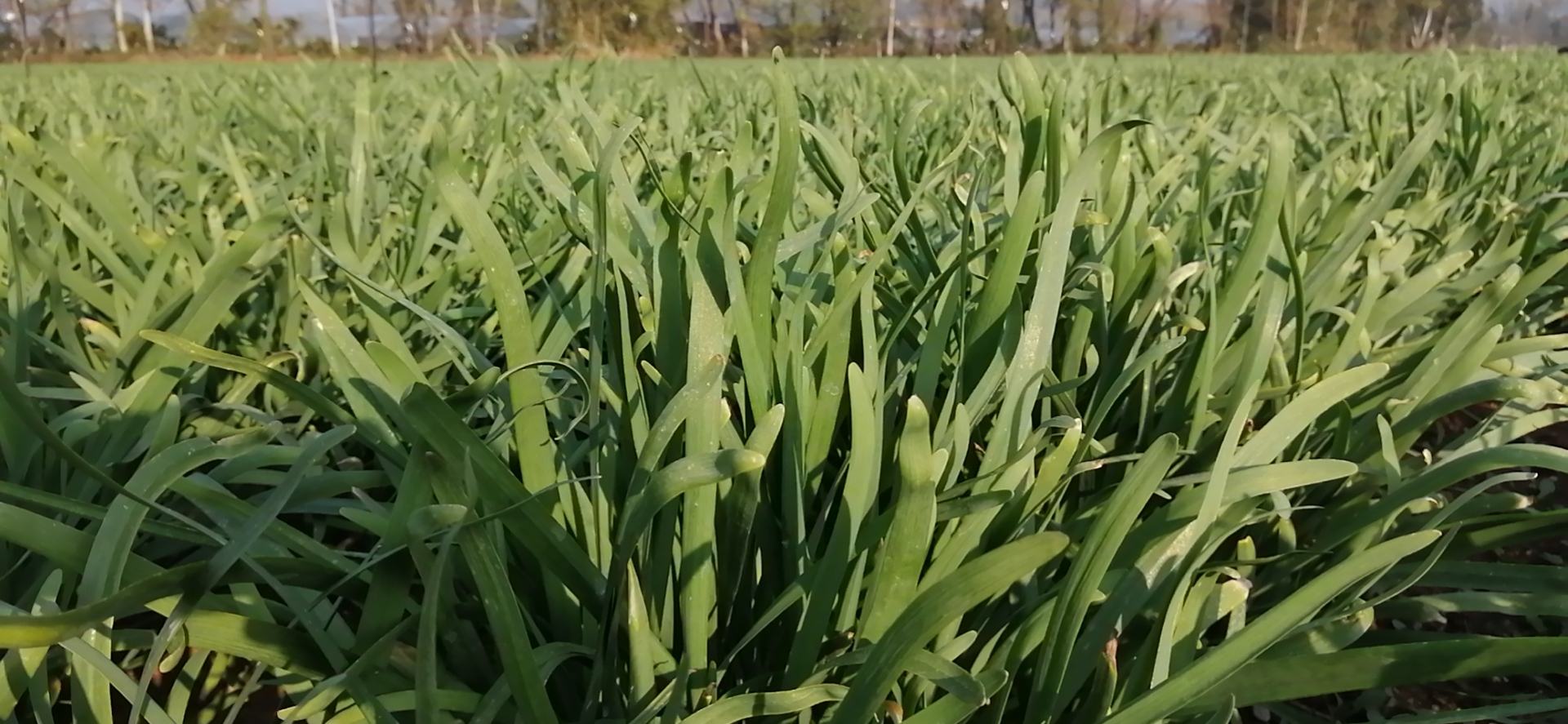 显示韭菜叶片上出现灰绿色病斑,伴有霉层 韭菜灰霉病症状图