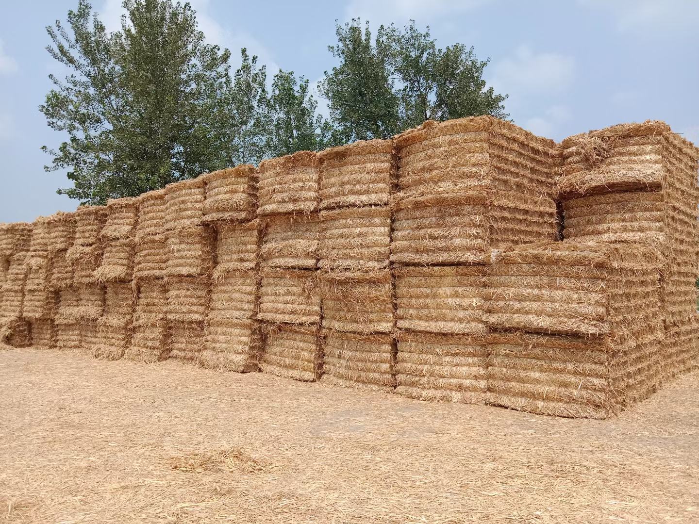 联合收割机在西平县高标准农田内进行小麦机械化收割,金黄色麦浪翻滚,收割机后方留下整齐的秸秆茬口;旁边配有移动式粮食烘干塔,农民正将刚收获的小麦装入运输车,准备送往收储点 现代化小麦收割与烘干作业现场