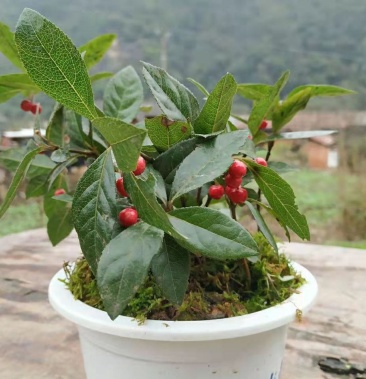 大别山野生紫金牛矮地茶叶下珠叶下红地上木