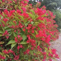 供应红王子锦带红花王子锦带花灌木规格全量大优惠