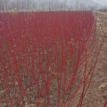 供应红瑞木彩色花灌木绿化工程用苗绿篱苗量大优惠