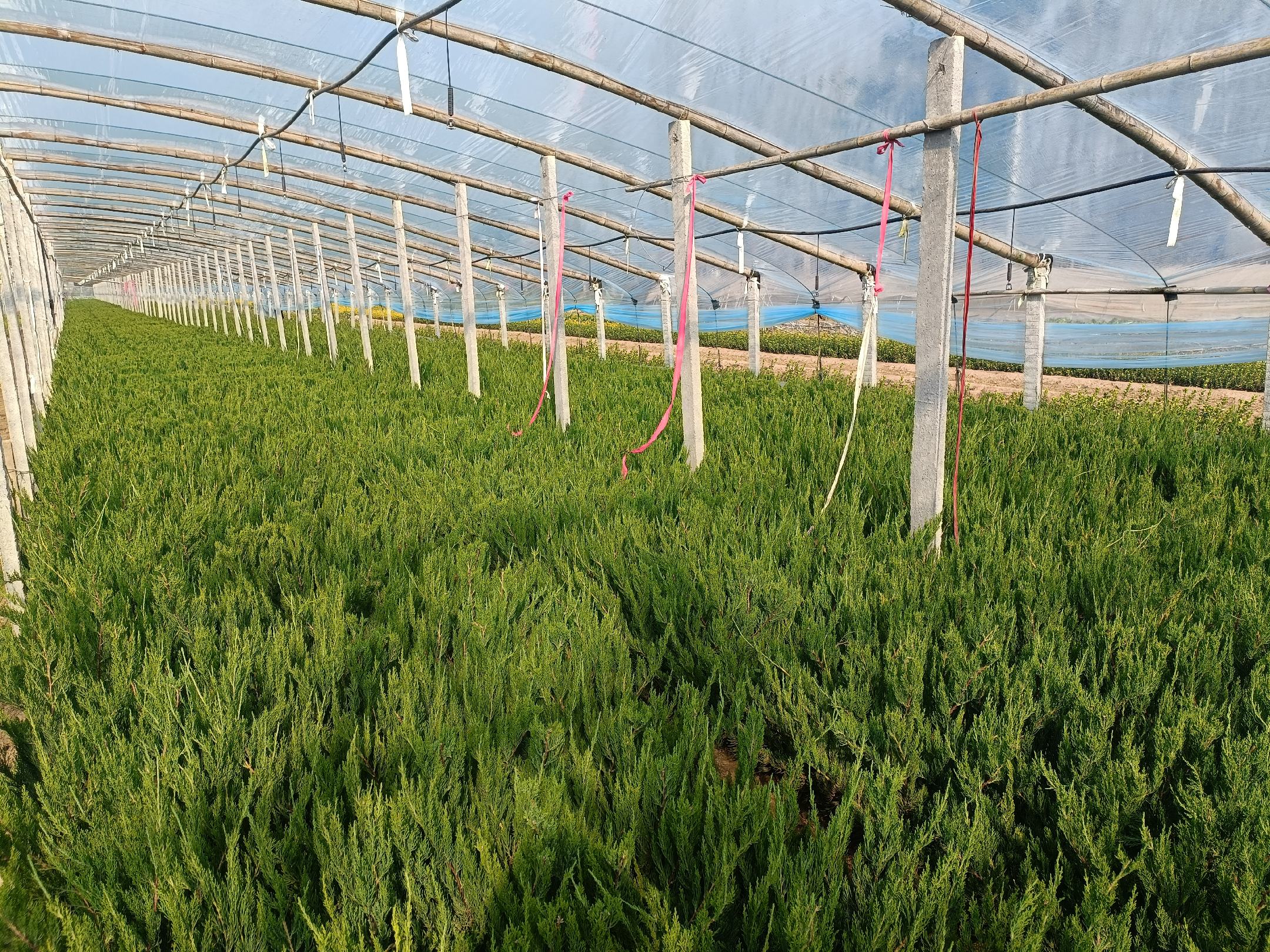 龙柏小苗扦插育苗现场