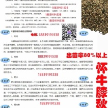 牛膝种子