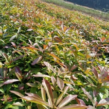 福建木荷种植批发基地，欢迎新老客户来实地考察。