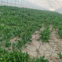 电商供货正宗菠菜源头供应