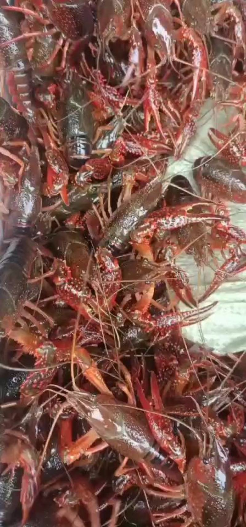 江苏盱眙恒源清水小龙虾万亩养殖基地.规格齐全,黄多,腮白