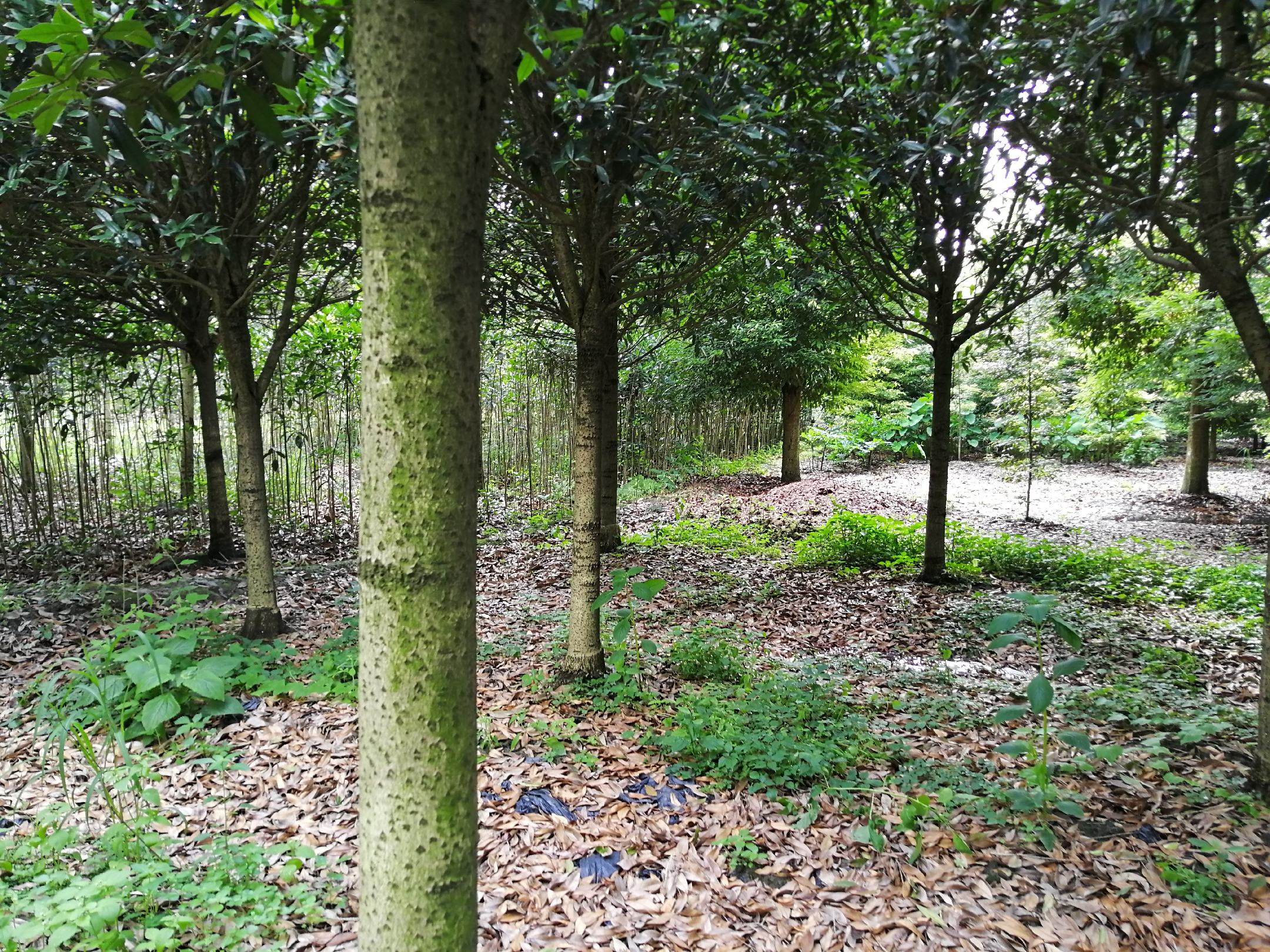 野生丹桂林间小径