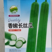 香嫩长丝瓜早熟长棒形亩产40000斤易管理囗感好抗病