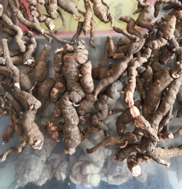 野生三叶青条形三叶青石猴子石老鼠金线吊葫芦