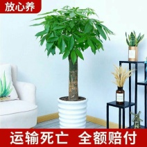 发财树盆栽开业乔迁大客厅办公室观叶绿植净化空气吸甲醛四季