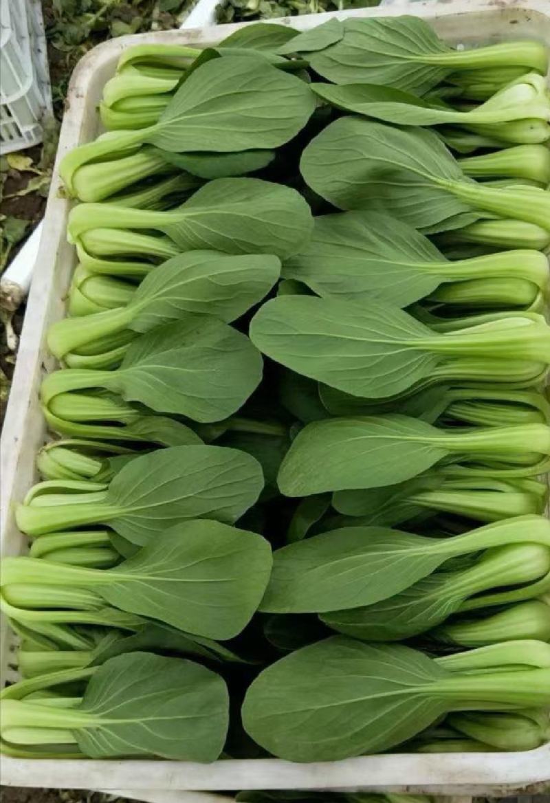 精品上海青小油菜小青菜产地直发实力代收代办代发视频看货诚