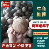 越南热带椰皇孕妇果老椰原装热带椰子椰盅酒店炖品店甜品店