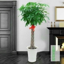 五辫精品发财树大棵盆栽室内大型植物客厅摇钱树办公室招财树