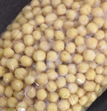 珍珠土豆火爆全国