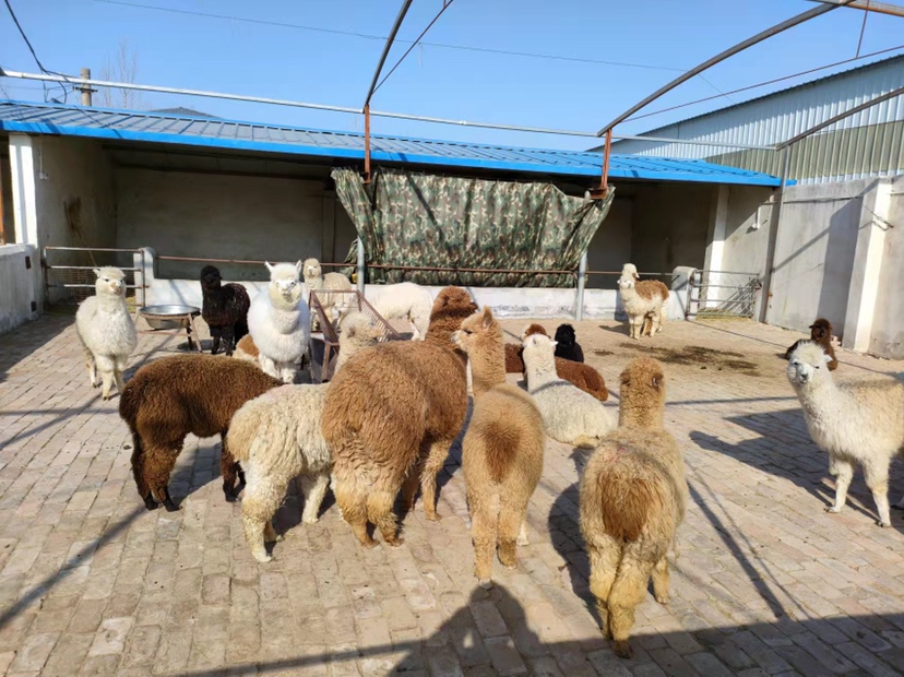 苏利羊驼与胡阿亚科羊驼对比图