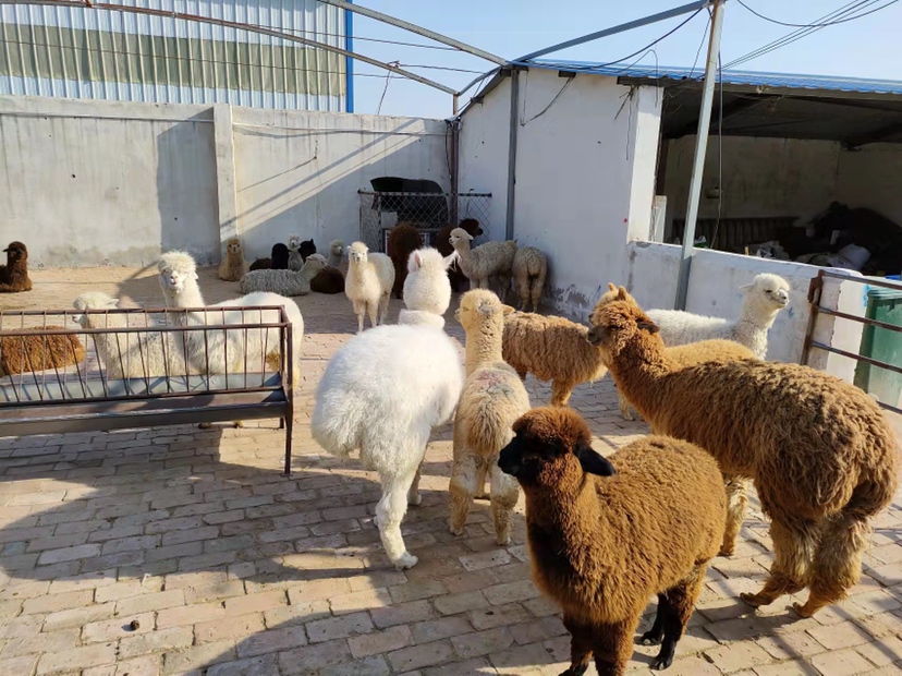 图片说明:航拍视角下的现代化羊驼养殖场,包含多个矩形圈舍单元,配有自动饮水槽和遮阳棚,外围为金属围栏,中间设有中央通道便于车辆通行,一群约20只灰白色羊驼在开阔的运动场上悠闲进食,远处可见工作人员在记录数据,整体布局符合生态养殖设计理念 标准化羊驼养殖场全景