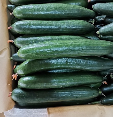 寿光油皮水果黄瓜产地现摘翠绿水润口感清脆清香可口