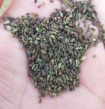 柴胡籽柴胡种子多年生柴胡籽北柴胡籽