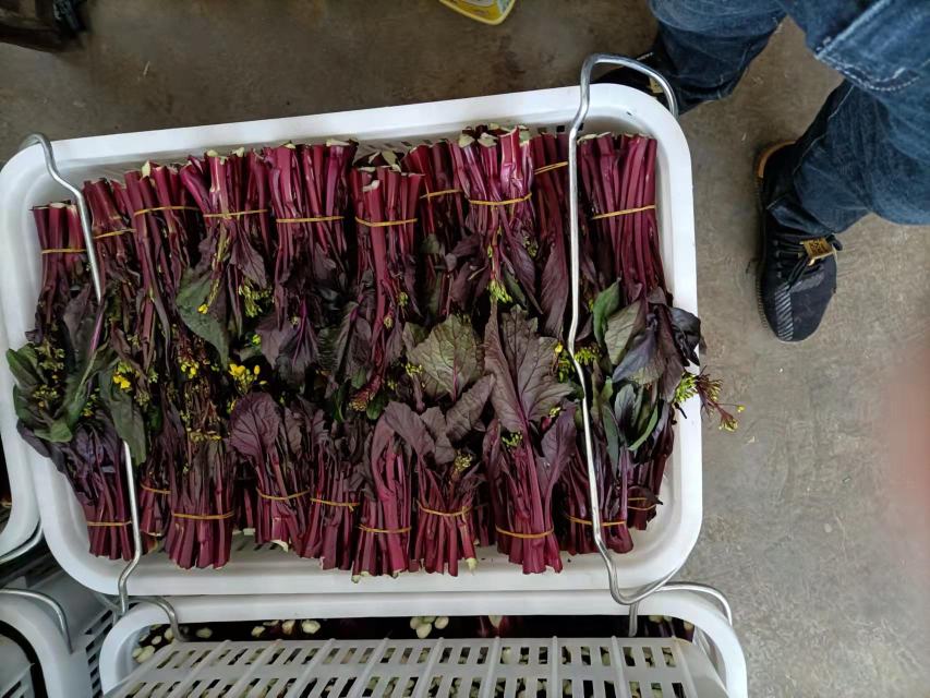 湖北武汉洪山菜市场红菜苔销售摊位实景：多位市民正在挑选，摊主手持一捆带泥新采红菜苔，背景可见“洪山菜苔”地理标志标识牌与价签（¥8.8/斤）