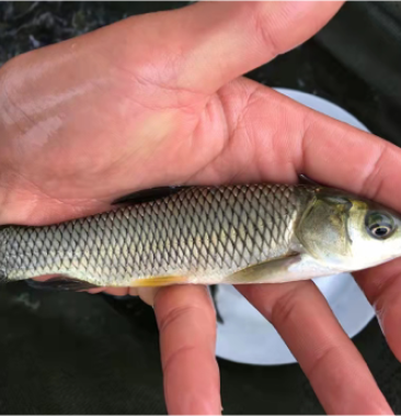 [草魚苗批發]草魚苗 長身草魚苗 鯇魚苗花鰱魚 青魚苗水花 批發價格0.